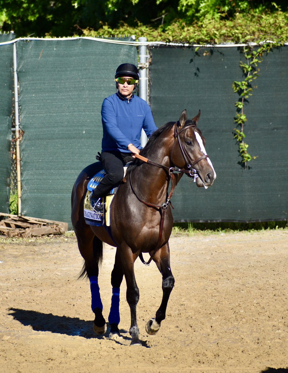 IMAGINATION looking good this morning, first time in the track at @PimlicoRC ridden by @hutagomez_gomez for trainer Bob Baffert IMAGINATION luciendo muy bien en su primera visita a la pista de Pimlico, a dos días para su participación en el Preakness Stakes 2024 📸 Agentes 305