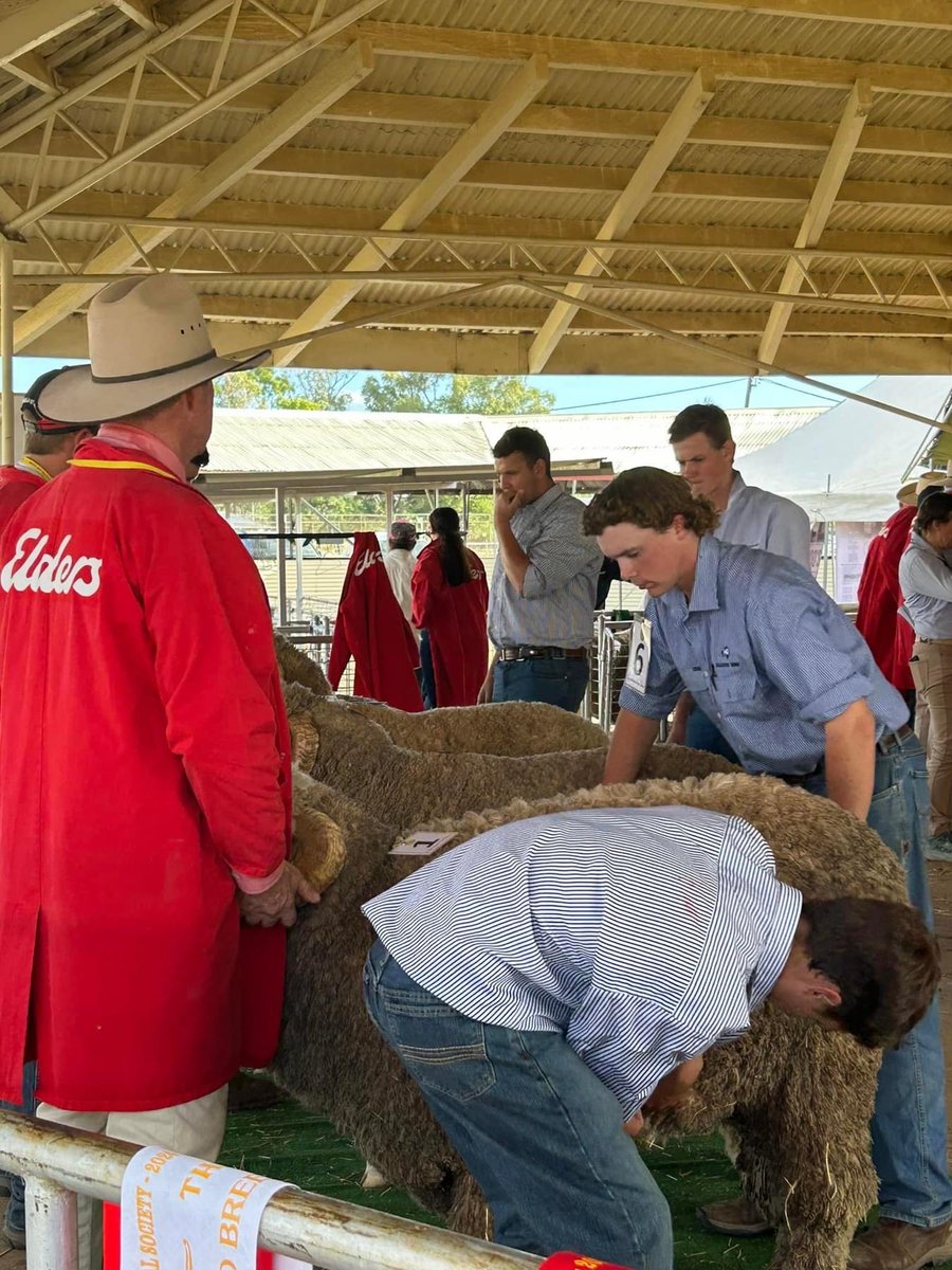 The AgForce team had a great time at the QLD State Sheep Show last weekend 🐏 A big congrats to Angus Knox for taking out the AgForce Merino Sheep Young Judges competition! Jackson Wood came in 2nd place, with Edward Beggs placing 3rd. Thanks to all who entered 👏 #sheep #wool