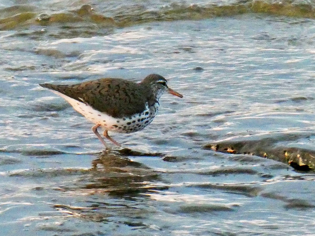 Very grainy picture but I captured my first Spotted Sandpiper at the Ottawa River 🤪