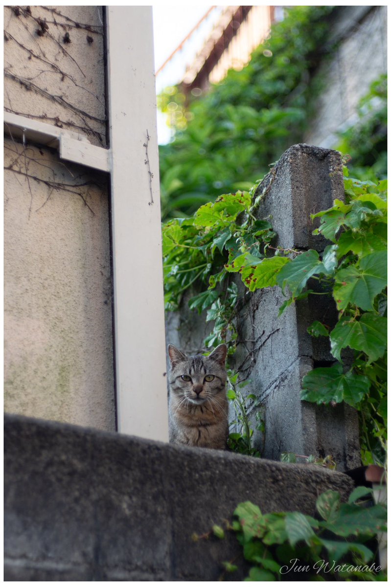 Camera:Panasonic Lumix DC-GX7MK3 Lens:VOIGTLANDER COLOR-ULTRON 50/1.8(QBM mount) #snapshot #cat #cats #CatsLover #animal #animalphotography #photograghy #photographer #photooftheday #animalphotography #landscape #oldlens #voigtlander #lumix #オールドレンズ #猫 #ネコ #ねこ