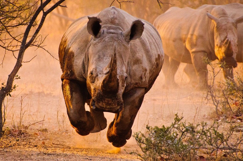 🔥 Charging Rhino