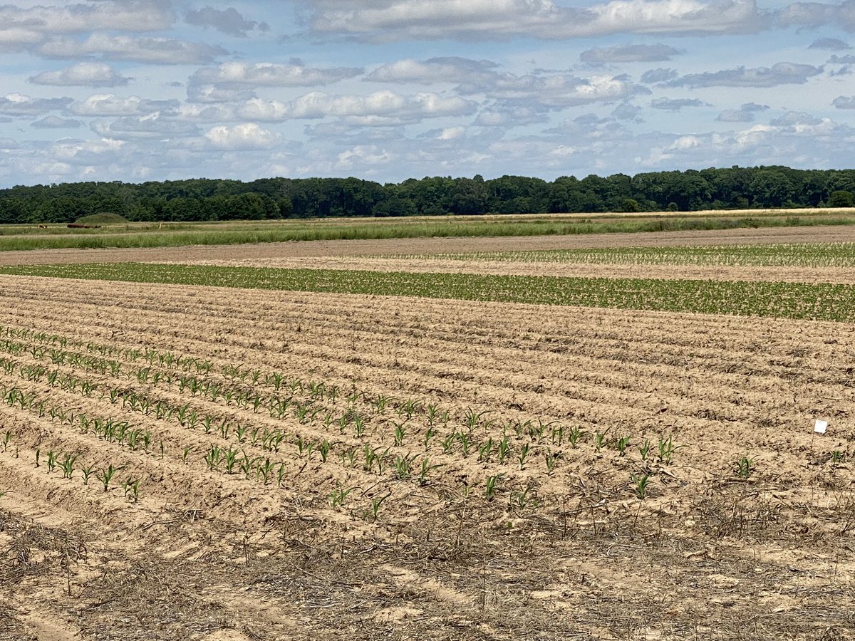 Jeremy Ross (@arksoydoc) on Twitter photo Excellent plant stands on the <a href="/SoybeanScience1/">Science for Success</a> N-credit study in Arkansas. Soybean agronomist can plant corn. <a href="/AginArk/">UA System Div of Ag</a> <a href="/uaex_ag/">Arkansas Extension Agriculture</a> Excellent plant stands on the <a href="/SoybeanScience1/">Science for Success</a> N-credit study in Arkansas. Soybean agronomist can plant corn. <a href="/AginArk/">UA System Div of Ag</a> <a href="/uaex_ag/">Arkansas Extension Agriculture</a>