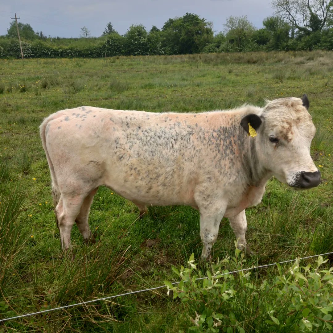 The results of a Breeding programme and rescuing a breed from near extinction. Taken 11 years to get to this point. 100% @droimeann bull. Bull is pedigree registered #Caherconlish #ballyhouracountry #limerick #limerickfood #nativeirishcattle