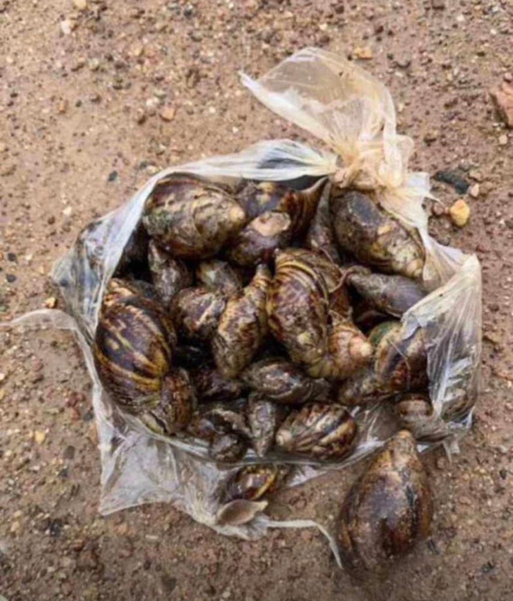 deeone018's tweet photo. Na mumu dey do weather for two
Me I don go catch snail wey I go use cook soup https://t.co/E3XRfDVBC4