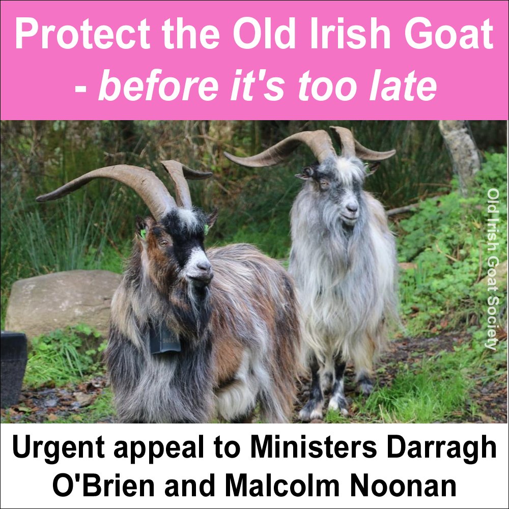 ⚠️🐐 Protect the Old Irish Goat before it’s too late banbloodsports.wordpress.com/2023/12/12/pro…