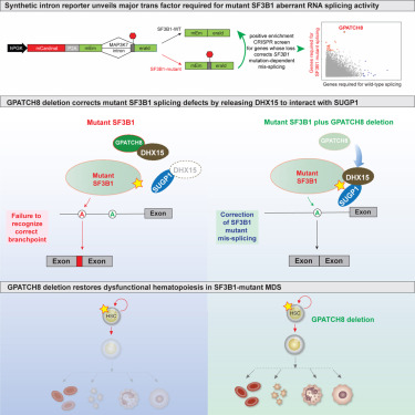 GPATCH8 modulates mutant SF3B1 mis-splicing and pathogenicity in hematologic malignancies dlvr.it/T706Gn