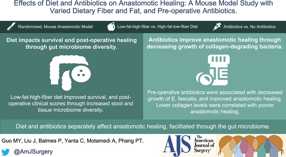 Effects of Diet and Antibiotics on Anastomotic Healing: A Mouse 🐁 Model Study with Varied Dietary Fiber🥗 and Fat 🌭🥓, and Pre-operative Antibiotics ! #SoMe4Surgery @PipeCabreraV @herbchen @pferrada1 @SWexner @TomVargheseJr @LiangRhea @Cirbosque Link: americanjournalofsurgery.com/article/S0002-…