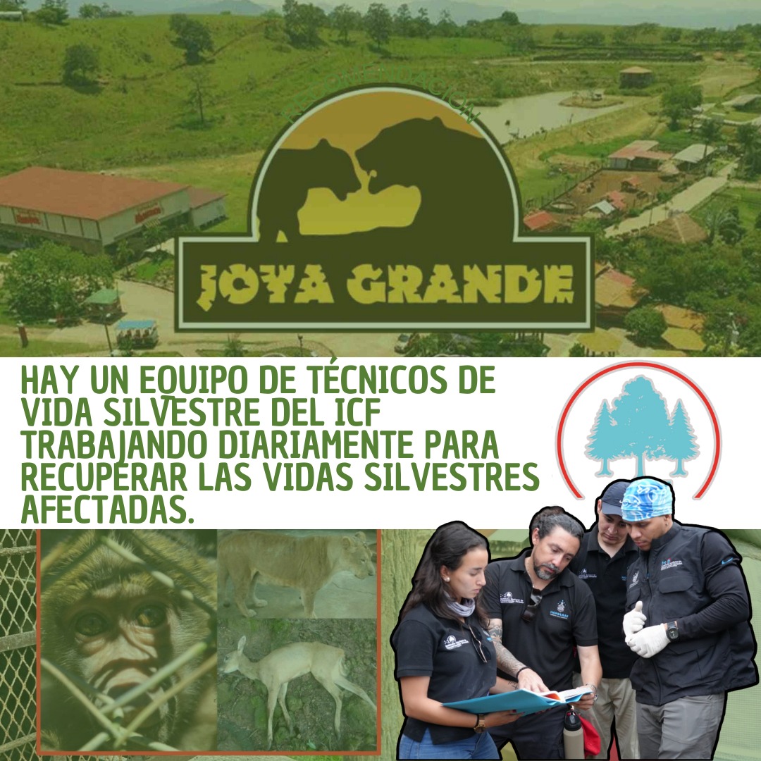 Con el @ICFHonduras al mando de JOYA GRANDE, un equipo técnico especializado en vida silvestre ha estado trabajando intensamente para recuperar y proteger a las especies afectadas. 🐯🦏🐴
#ProtecciónAnimal
#ConservaciónHonduras
#SalvemosLaFauna
#VidaSilvestre
#ICFHonduras