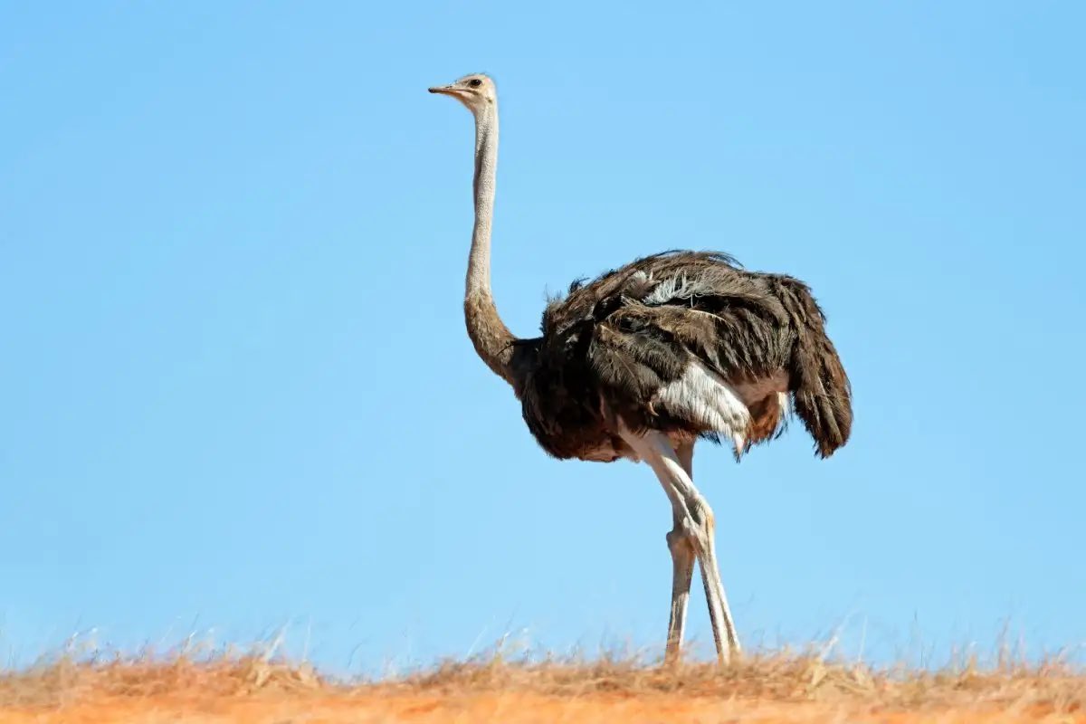 Man cassowary legs are thick. Like, even other large birds like ostriches and emus have fairly thin “bird” legs and then there’s these fools…