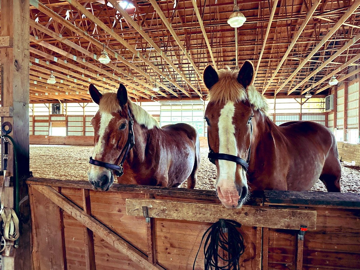 The boys. Their Amish haircuts are growing out and they look ridiculous 😂 #bowlcut #ButMom