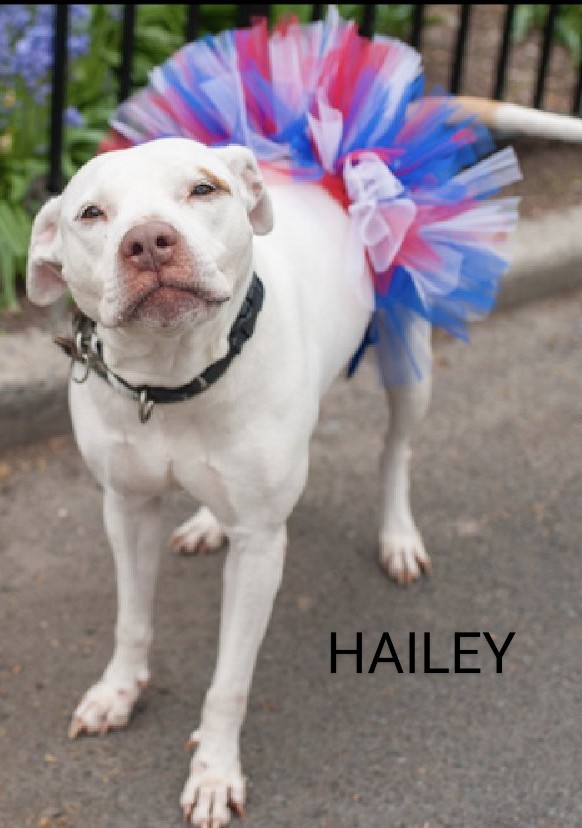HAILEY🩷 191159 #NYCACC Surrendered when owner hospitalized😔 Sweet, affectionate & playful! She doesn't mind being dressed up🤗 Knows commands⭐ Staff favorite!💞 Smiling girl who just wants to make you happy! PLEASE FOSTER/ADOPT #PLEDGE #SHARE 🙏🙏🆘🙏🙏💉💉🙏🆘🙏🙏🆘🩷🙏🙏