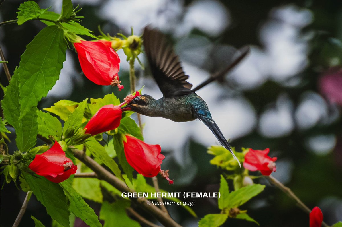 Green hermit (Phaethornis guy)

#hummingbird #bird #birds #nature #naturelovers #photography #photo #Nikon #Nikon100 #NikonPhotography #nikoncreators #ShotOnLexar #CreateNoMatterWhat #YourShotPhotographer #wildlifephotography #CostaRica