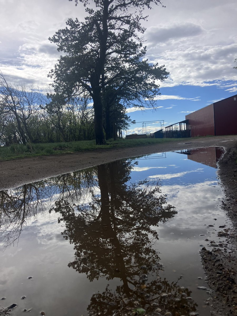 TKRanch's tweet image. We were blessed with 1/2 inch of liquid gold this afternoon.  PS the camera maker the puddle look bigger than it is. 

#puddlereflection