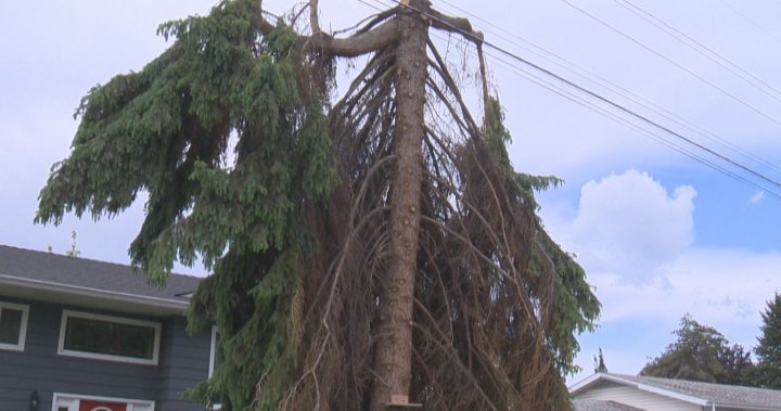 Trees trimmed near power lines in Okanagan raising safety concerns dlvr.it/T7079k