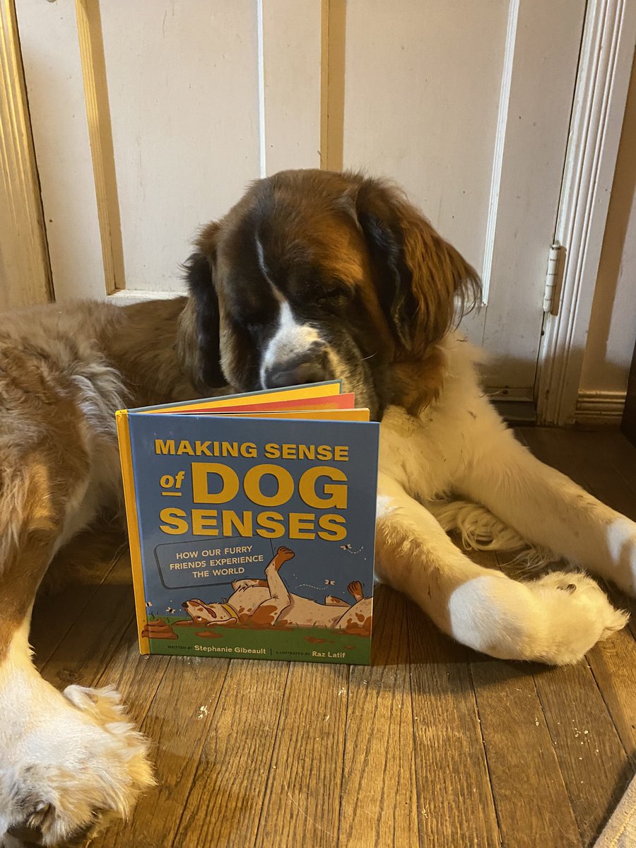 @GibeaultWrites Stephanie Gibeault & @RazLatif’s Making Sense of Dog Senses: How Our Furry Friends Experience the World, is #Dudley’s pick for today’s 📚to #readtoyourdog! Curious & practical insights into dog’s behavior. Did you know that #dogs have millions more olfactory🧵1/2