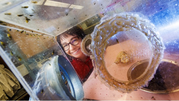 #UNL scientist Ana Maria Vélez is pioneering a genetic technology that increases larvae mortality to suppress western #corn #rootworm, which annually causes up to $2 billion in yield loss & control costs in the #CornBelt. » ow.ly/XJNy50RISNR #NebExt #agtech #agresearch #ag