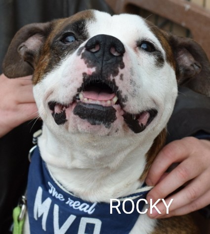 ROCKY💙 193194 #NYCACC Owner moved away & left Rocky alone in apartment😔 Sweet, affectionate, loving & playful! Likes to sit on your lap 💞 Enjoys food puzzles & toys🧸 He's not very big, but very adorable!🤗 Has old leg injury & has slight limp. FOSTER/RESCUE #PLEDGE 🙏🆘💉😔