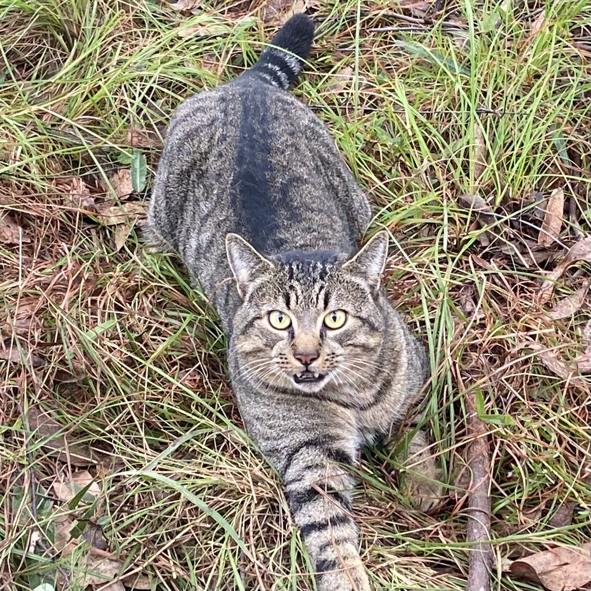 Another day, another #feralcat 6.2kg male.