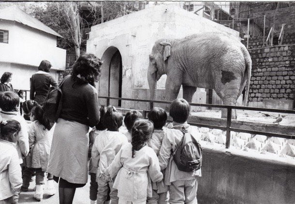 El viernes 17 de mayo de 1991, víctima de un edema causado por su propio peso, al ser incapaz de levantarse, murió Fresia, la elefanta símbolo del Parque Zoológico de Santiago.