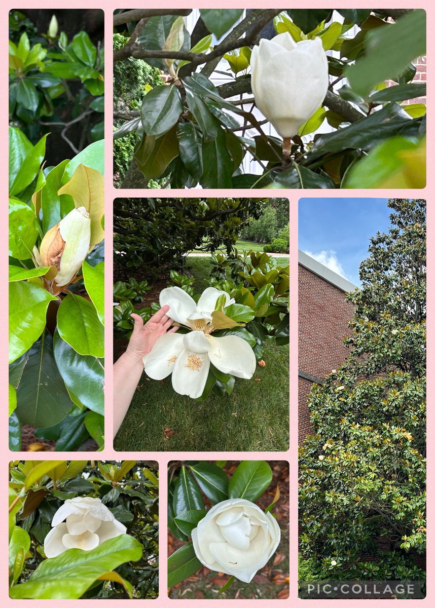 Finally got a dry day to walk over to see the giant magnolia trees on the other side of campus. The buds and blooms were huge, with some petals as big as my hand, and they smelled magnificent! #POstables