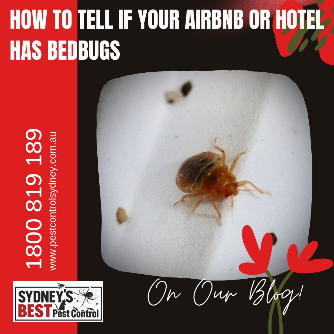 On our blog: Hotel & Airbnb Bedbug Problem

Read More: bit.ly/49K3T3b 

Call us on 1800 819 189

#pestcontrol #pestcontrolservice #pestcontrollife #naturalpestcontrol #pestcontrolservices #pestcontroller #pestcontrolprofessionals #commercialpestcontrol #residentialpe ...
