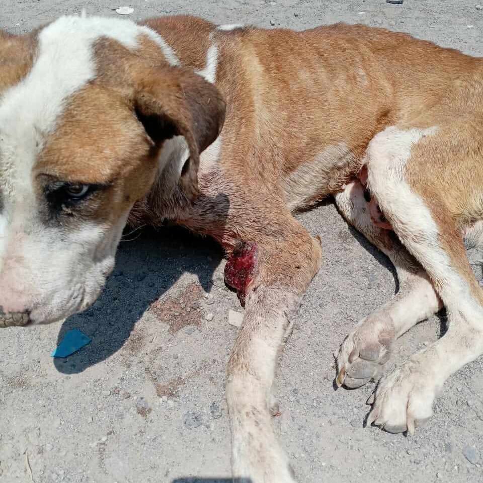 La maldad de la gente es infinita… Tienen un perrito al cuál siempre tienen viviendo en la azotea,luego lo sacan a la calle y todavía se enojan porque los vecinos le dan de comer o lo quieren ayudar. ¿Eso no es maldad? ¿Entonces que es ? URGE AYUDA PARA ÉL!! Edomex