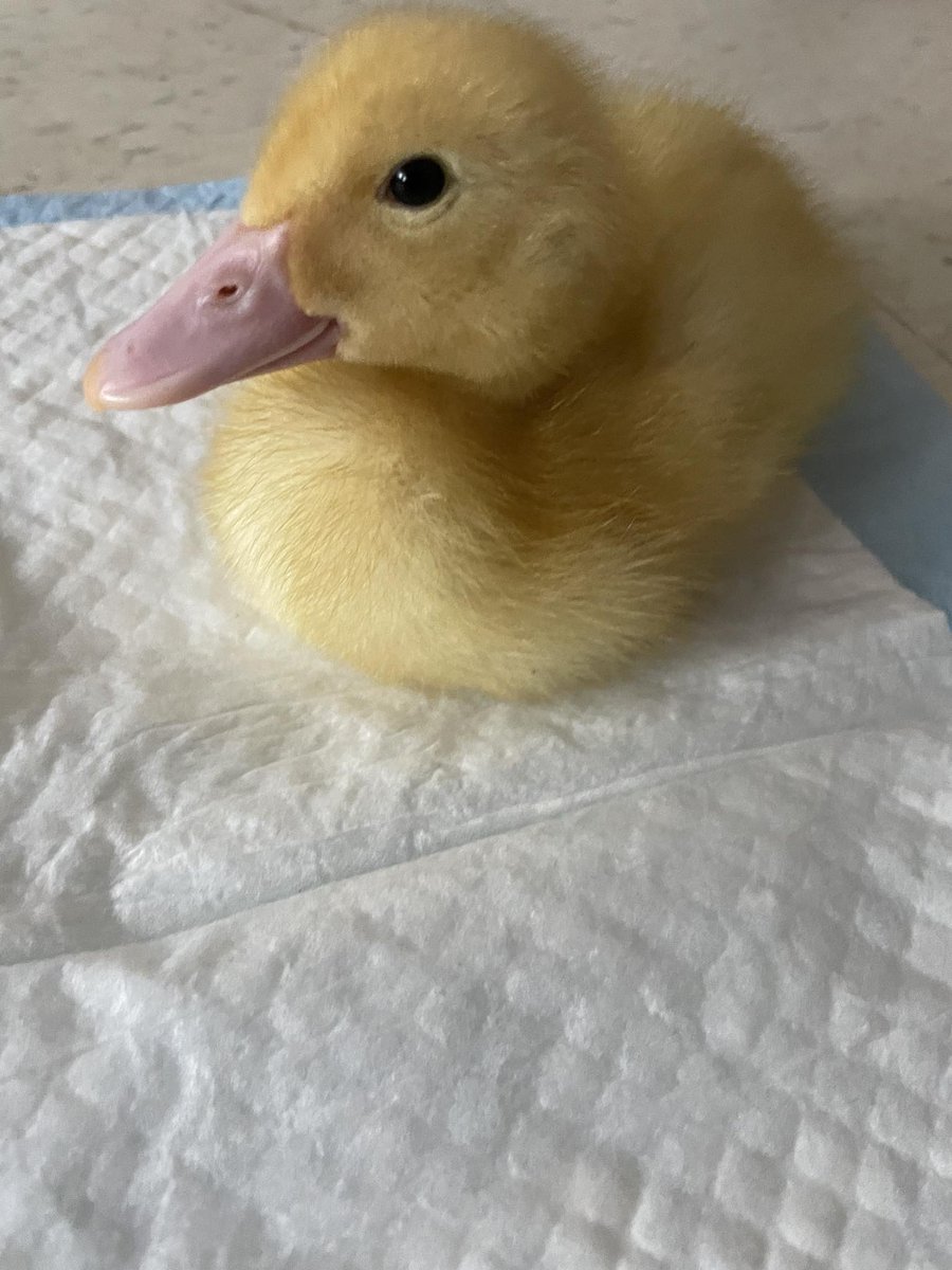 MrsSidolisClass's tweet photo. A huge thank you to @NedaBernabo and #ocsbexplearning for helping us with our Spring Hatching Project! The students have learned so much! #ocsbscience #ocsbhope https://t.co/YDYV12J32K
