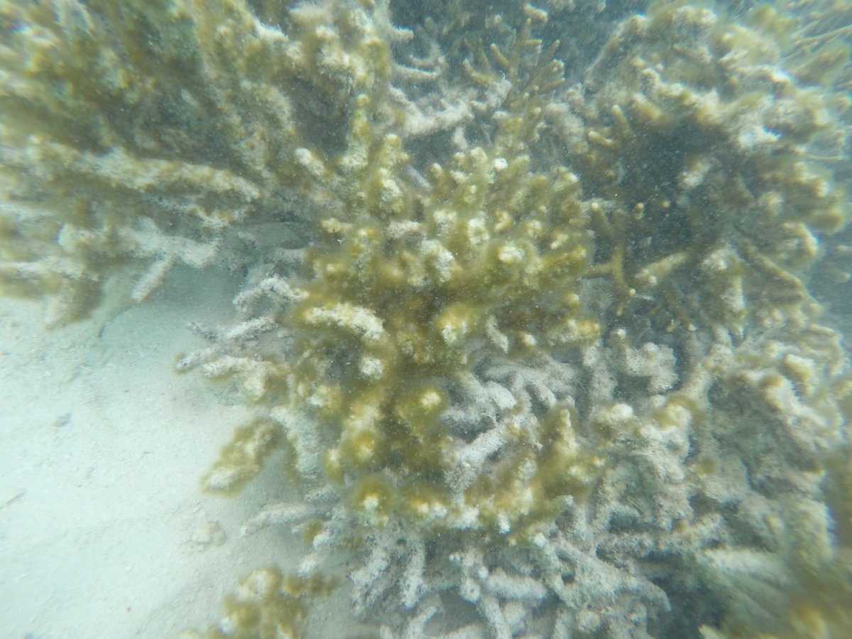 10 wks after mass coral bleaching began in February, more than 80% of this species of Isopora has been killed by record heat exposure on the reef flat at Heron Island. The dead skeletons have already been colonized by cyanobacteria and algae, fertilized by rotting coral tissues