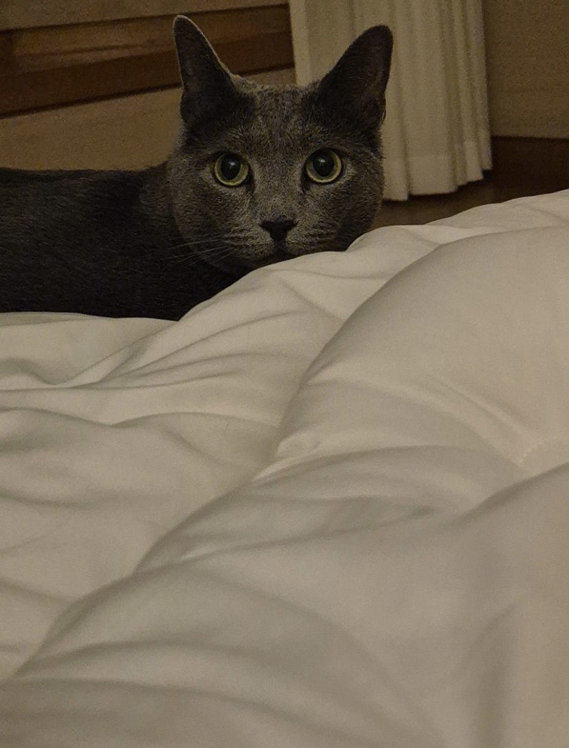 [SYJ Fancafe update 05162024]

“Good night yeye ♡”

#서예지 #徐睿知 #ソイェジ #ซอเยจี #SeoYeJi #SeoYeaJi