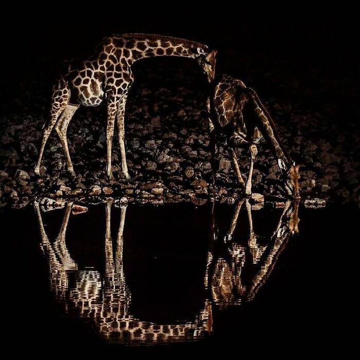 🔥The Giraffe Circle.