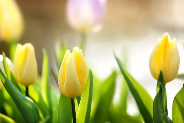 おはようございます。
今日の誕生花は「黄色のチューリップ」、花言葉は「正直、実らぬ恋」です。

イエローの花姿は、見ているだけで元気がみなぎるよう💛
切ない花言葉がつけられているのでギフトには注意が必要です。
実らぬ恋も大切な思い出になるといいですね💌

#誕生花 #花言葉 #誕生日