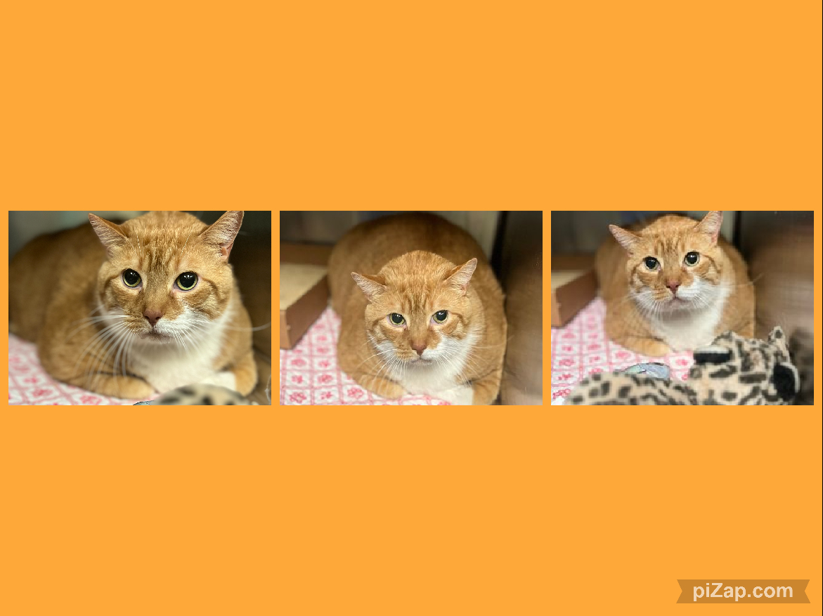 NYCDEATHROWCATS's tweet image. THERE ARE 25 ANIMALS (9 CATS &amp;amp; 16 DOGS)  AT RISK FOR SATURDAY 5/18/24 DEADLINE IS NOON. PLEASE SHARE, FOSTER, ADOPT, TAG FRIENDS, POST TO SOCIAL MEDIA SITES, PLEDGE TO HELP SAVE THEIR LIVES. NEW PHOTOS newhope.shelterbuddy.com/animal/list