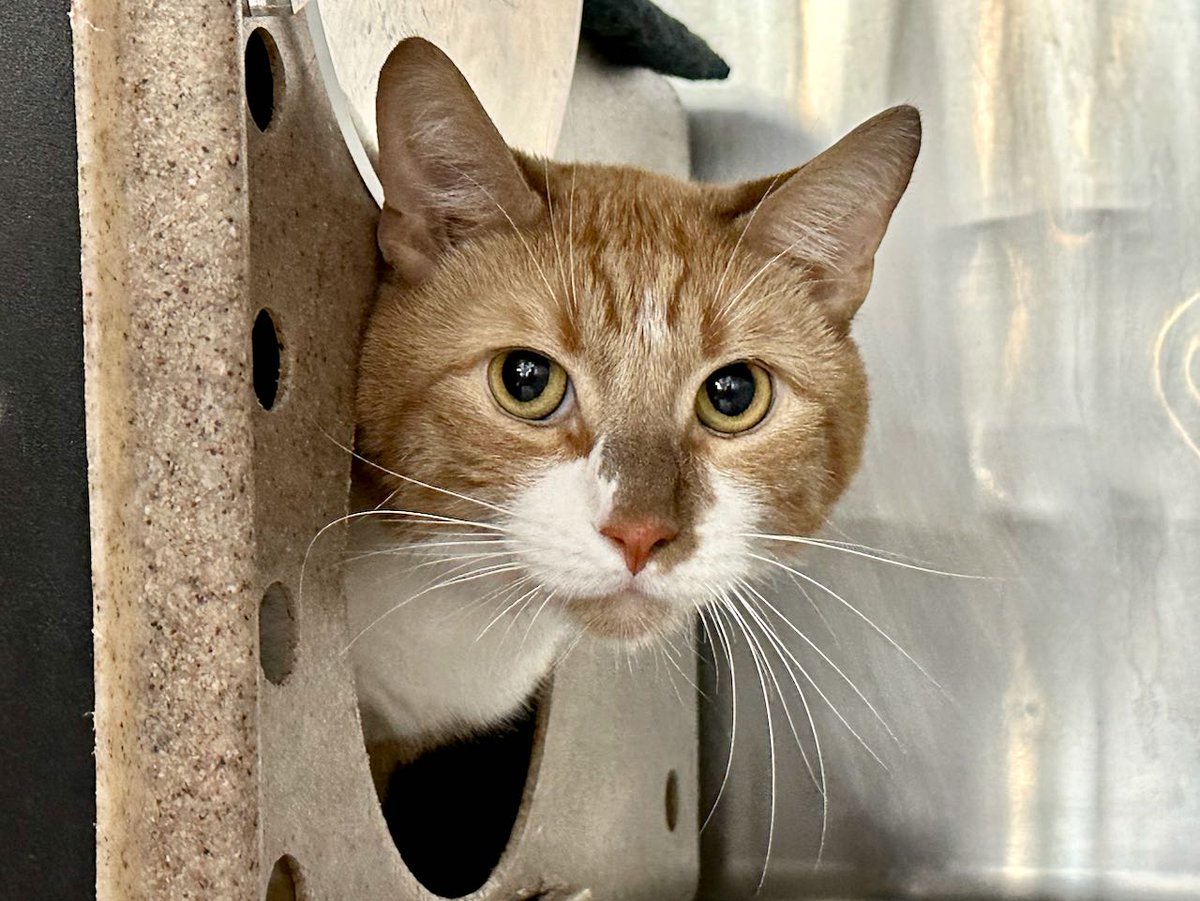 NYCDEATHROWCATS's tweet image. THERE ARE 25 ANIMALS (9 CATS &amp;amp; 16 DOGS)  AT RISK FOR SATURDAY 5/18/24 DEADLINE IS NOON. PLEASE SHARE, FOSTER, ADOPT, TAG FRIENDS, POST TO SOCIAL MEDIA SITES, PLEDGE TO HELP SAVE THEIR LIVES. NEW PHOTOS newhope.shelterbuddy.com/animal/list