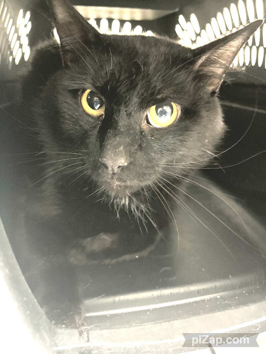 NYCDEATHROWCATS's tweet image. THERE ARE 25 ANIMALS (9 CATS &amp;amp; 16 DOGS)  AT RISK FOR SATURDAY 5/18/24 DEADLINE IS NOON. PLEASE SHARE, FOSTER, ADOPT, TAG FRIENDS, POST TO SOCIAL MEDIA SITES, PLEDGE TO HELP SAVE THEIR LIVES. NEW PHOTOS newhope.shelterbuddy.com/animal/list