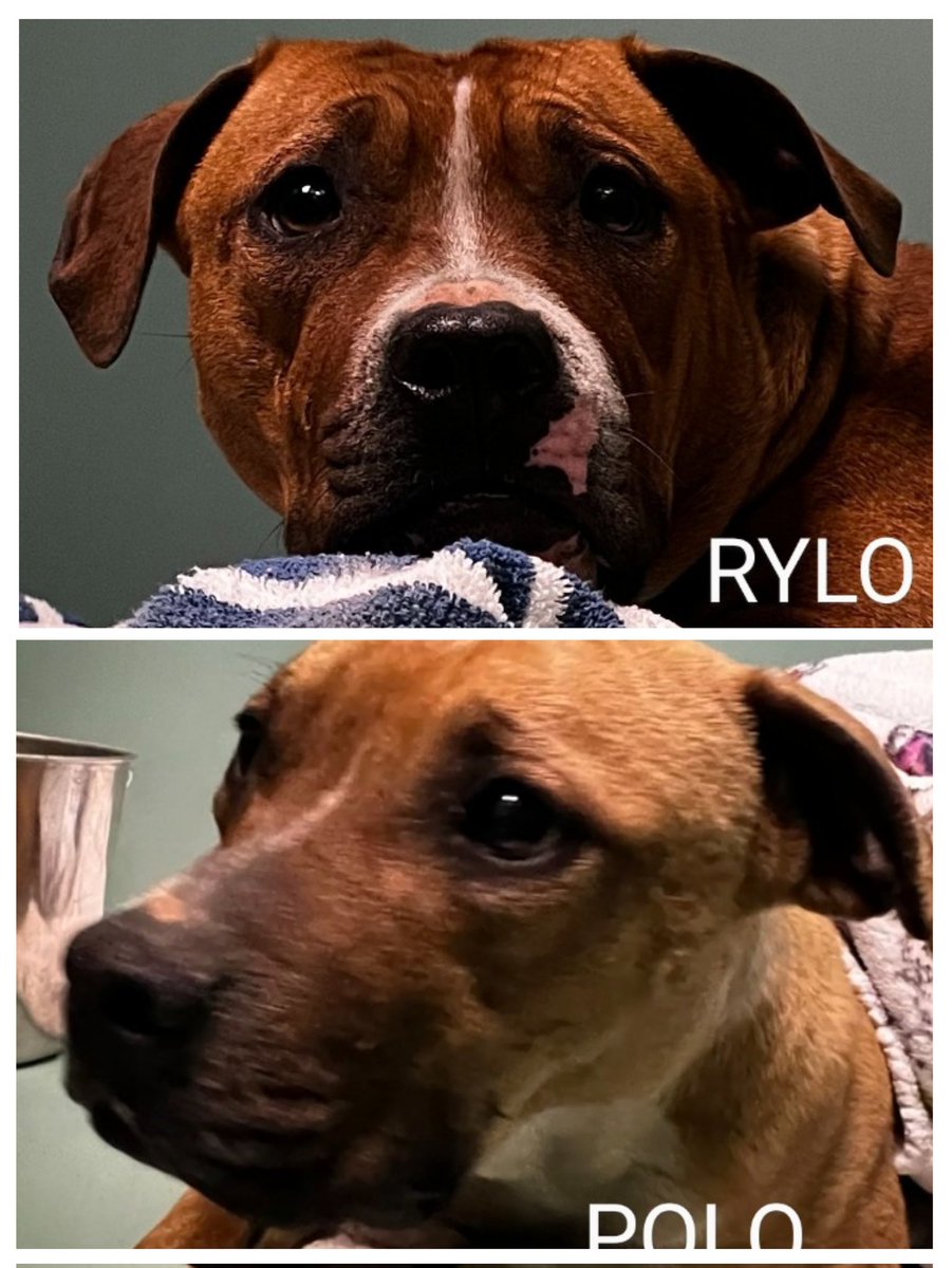 RYLO🩷 198576 POLO🩷 198577 #NYCACC These 2 beautiful puppies are 10 mos old & surrendered for 'no time'😔 Both are females & terrified at shelter! Have to be carried out of kennels! They are sweet, playful & snuggly & need love & someone to play with💞 FOSTER/RESCUE #PLEDGE