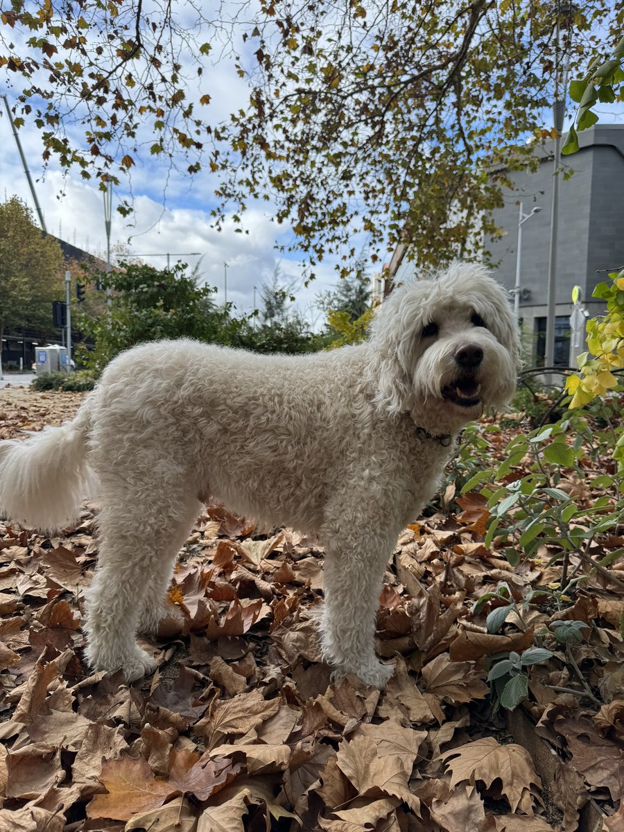 HOBPETS's tweet photo. Where’s Junior?   #melbournedogs #freedomofspeach #remakesociety #original #snoopdog https://t.co/hig39jlPIU