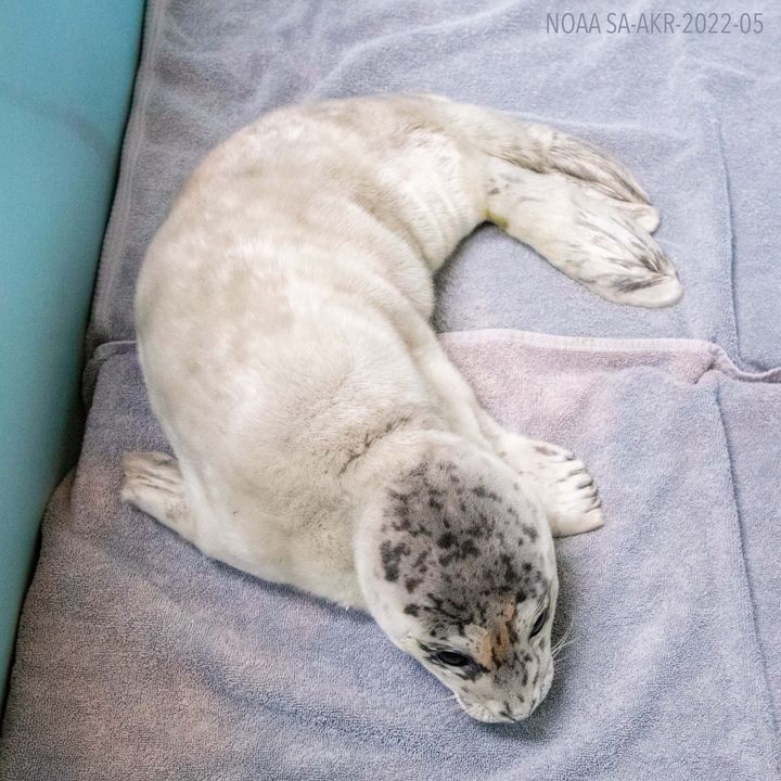 ❗New Patient Admitted to the ASLC Wildlife Response Program❗

How can you help the team caring for this pup?? 
Donate essential items from our Amazon wishlist. Together, we can ensure these important patients get the care they need to be rehabilitated: bit.ly/ASLCWishlist20…