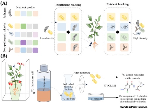 TrendsPlantSci (@trendsplantsci) on Twitter photo Exploiting microbial competition to promote plant health dlvr.it/T709m4 Exploiting microbial competition to promote plant health dlvr.it/T709m4