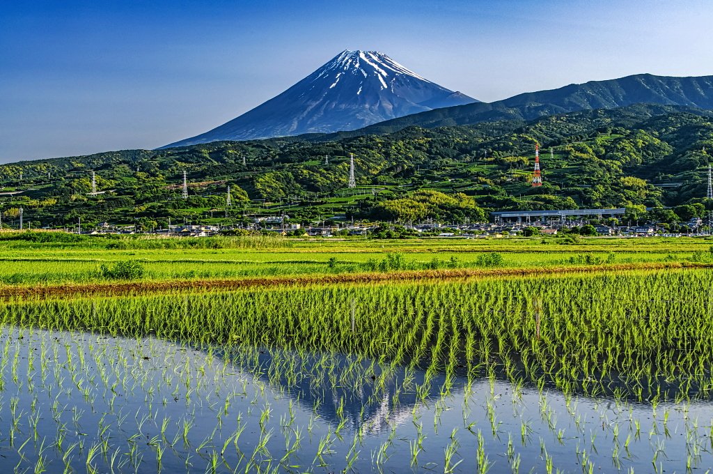 おはようございます。
田植えが進むのどかな田園地帯からの富士山風景です！