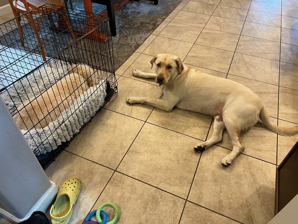 maybellinebook.com
Leo the Lab report:
Big sister Mixi Mixi has a torn ACL. She's too old for surgery. it'll  heal in 12 weeks. She'll spend most of her time in the kennel. She can barely walk. I'm keeping my eye in her!
#tornACL #dogstoooldforsurgery #naturalhealing