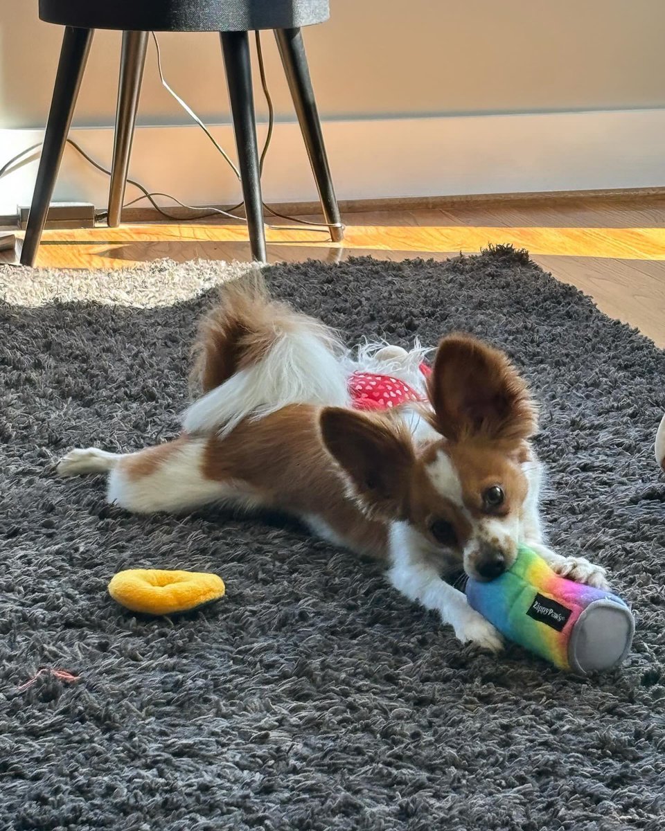 Radar loves his new toy from Bark & Beyond 🐾 🔗 barkandbeyondsupply.com #dogsofx #dogsoftwitter #dogs #shopsmall #SmallBusinessMonth