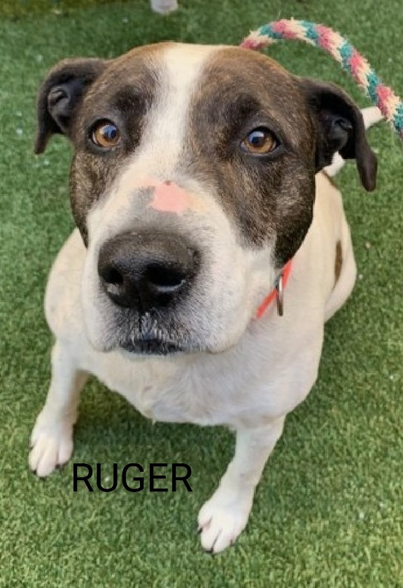 RUGER🩷 197983 #NYCACC RUGER is 4 yrs old & has beautiful, brown eyes! Brought to the shelter when owner was evicted 😔 She's shy but warm & social with staff💞 Knows commands⭐ Vocal & deteriorating locked up! Sweet girl needs a home🙏 FOSTER/RESCUE #PLEDGE #SHARE 🙏🆘🙏💉😔