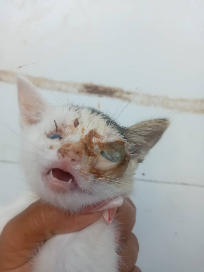 Gatico herido. Rescatado en #JuanGriego. Al parecer les estaban lanzando piedras a varios gaticos. Es un gatico bebé. Necesita atención médica urgente 🆘️