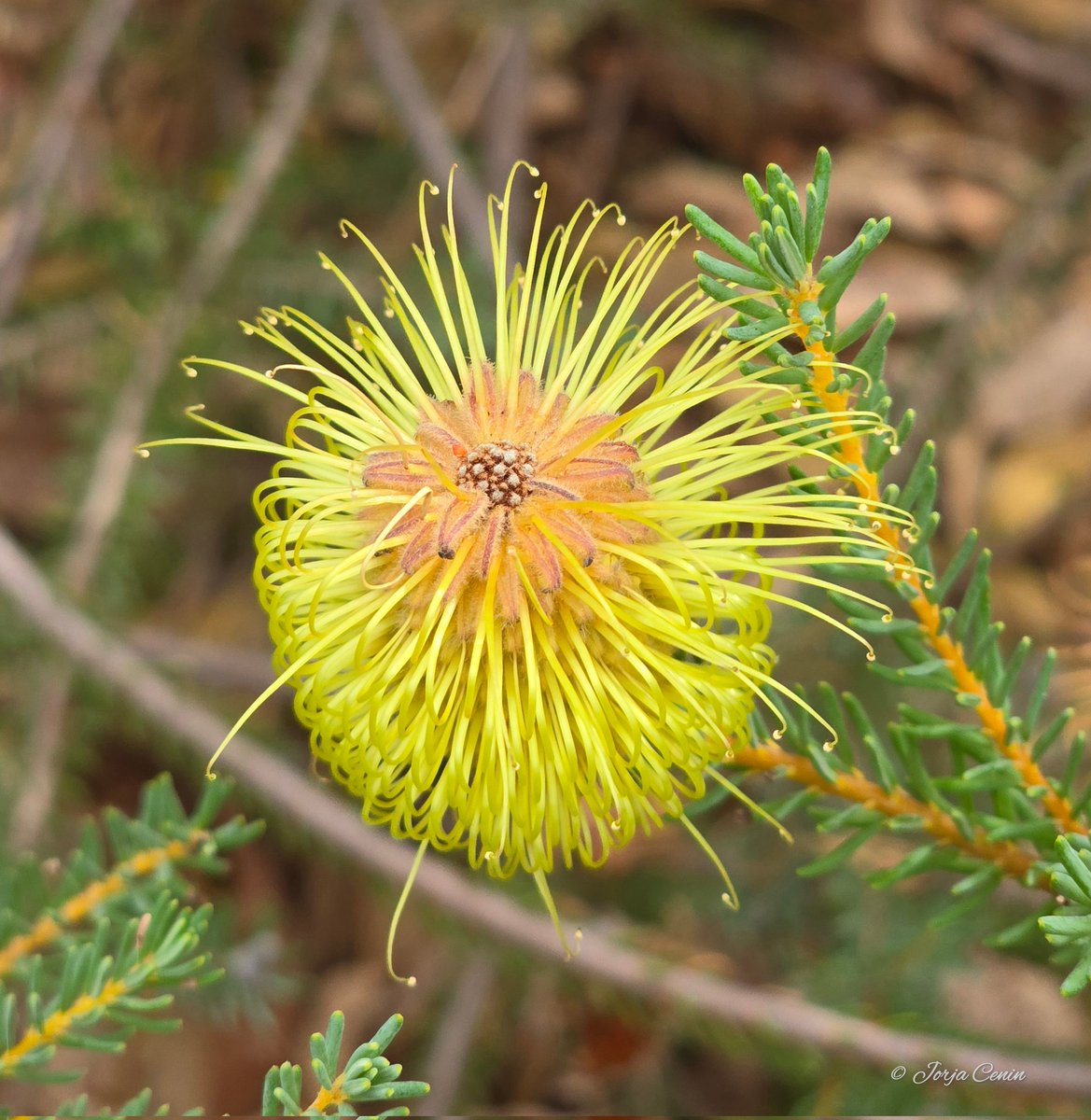 Banksia pulchella 💛 #FlowersOnFriday #wildflowerhour #flowers