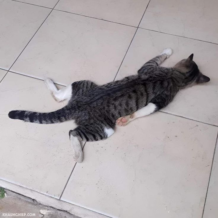 ― ℳ𝐸𝒴 𝑅𝐼𝒩 ✿ (@maidofowl) on Twitter photo 