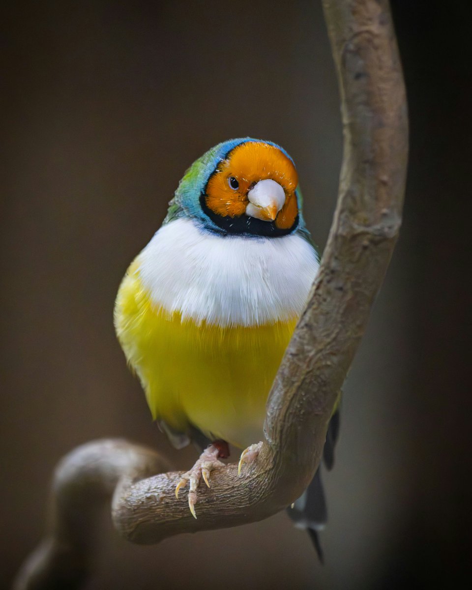 Look at the vibrant colors of this Gouldian finch! Nature is truly amazing. #birds #nature