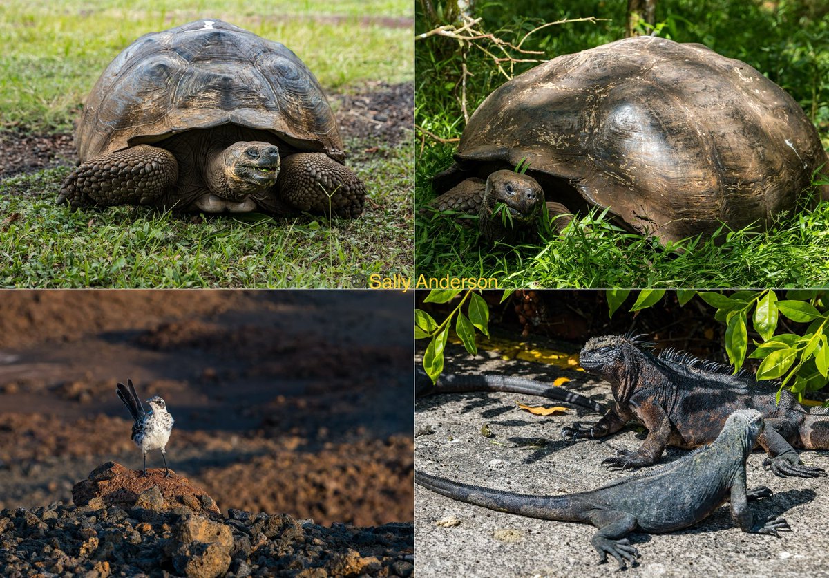 Today’s roundup. Giant Galapagos dome tortoises, marine iguanas and a curious mockingbird. The Galapagos must be the only place in the world where the curious animals come to check you out. Several close encounters today with curious sea lions.