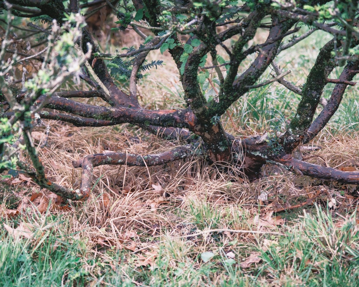 #photography #fujifilm #fujixt30ii #woodlandphotography #landscapephotography #treephotography #yewtree