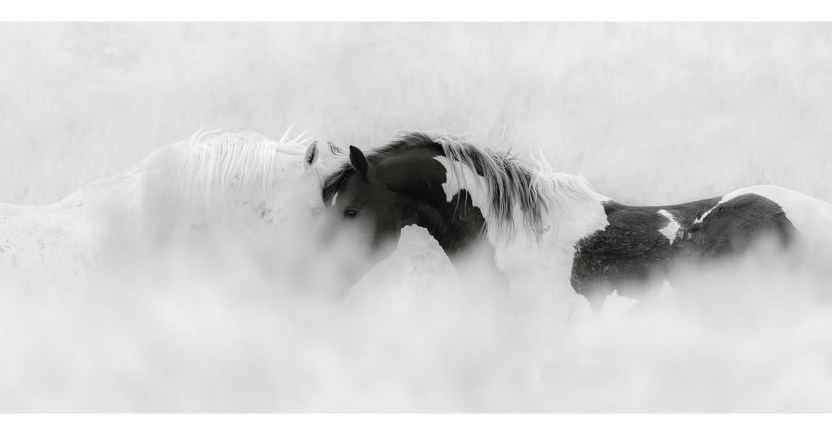 Equine Photographer Maria Marriott’s New Work Documenting the American Wild Horses. Beautiful photos of #wildhorses, I had to share! buff.ly/3wFNuz3 #horses #horselover #equine