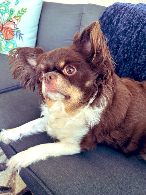 Whats for dinner tonight? Hahah can I have some of that? https://t.co/bWAHlpJpem<a href="/tag/icecream"class="tags"><span>#icecream</span></a><a href="/tag/flowers"class="tags"><span>#flowers</span></a><a href="/tag/tuesday"class="tags"><span>#tuesday</span></a><a href="/tag/pups"class="tags"><span>#pups</span></a>